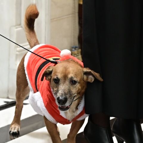 Έκλεψε την παράσταση ο Πίνατ ντυμένος «Άγιος Βασίλης» στο Μαξίμου