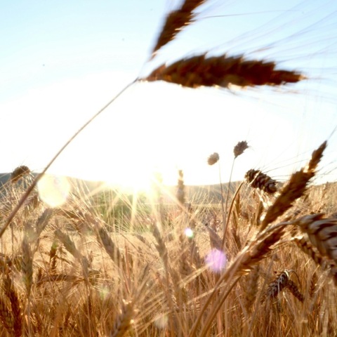 Τι σημαίνει η εμπορική συμφωνία της ΕΕ με τη Mercosur για την Ελλάδα - Οι νέες ευκαιρίες και φθηνότερες εξαγωγές 