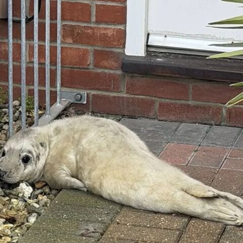 Μωρό φώκια βρέθηκε έξω από εξώπορτα – την ανακάλυψε ταχυδρόμος στο Νόρφολκ
