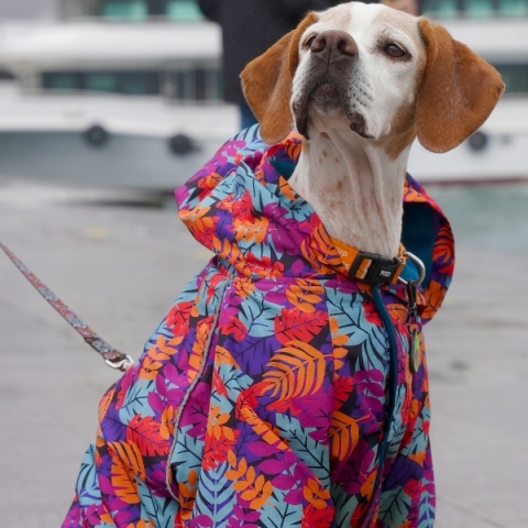 Ρούχα για κατοικίδια: Όταν τα social media μετατρέπουν μια τάση σε ολόκληρη βιομηχανία