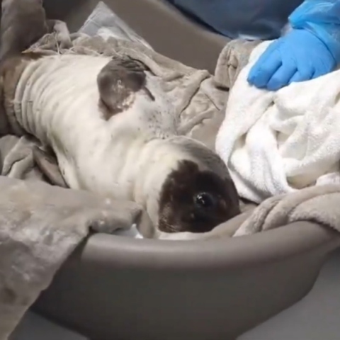 Διάσωση ετοιμοθάνατης φώκιας