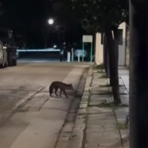 Αλεπού κατάφερε να «εισβάλλει» στο Μέγαρο Μαξίμου