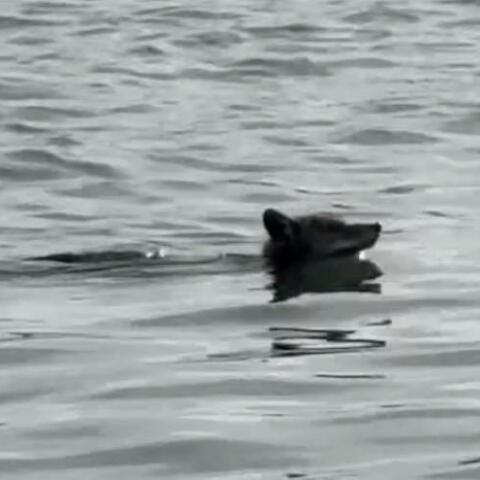 Κογιότ κολύμπησε από τη στεριά το Σαν Φρανσίσκο έως το Αλκατράζ 