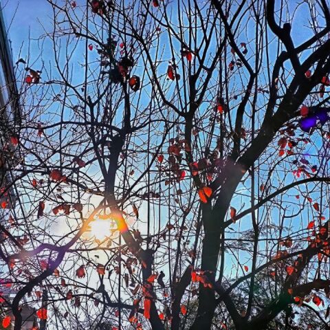 Τι απαντά ο Δήμος Αθηναίων στην A.V για τις κοπές δέντρων 