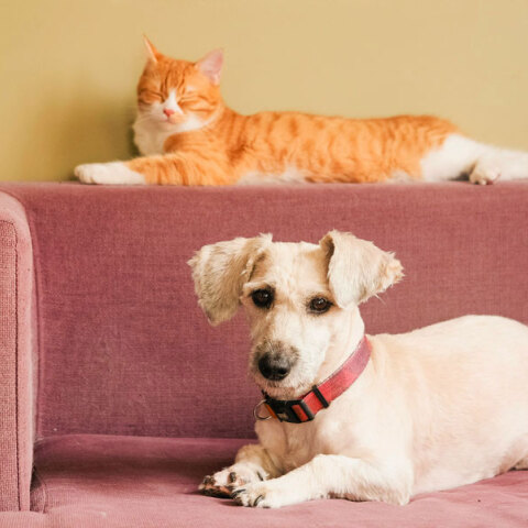 Γάτες και σκύλοι