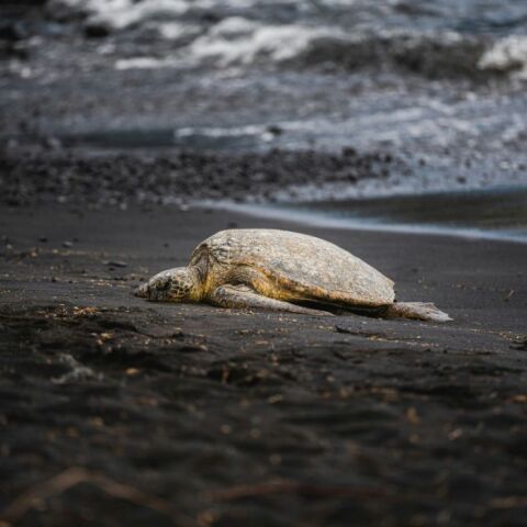 Το παράδοξο των χελωνών: Γιατί τα θηλυκά πέφτουν από γκρεμούς για να ξεφύγουν