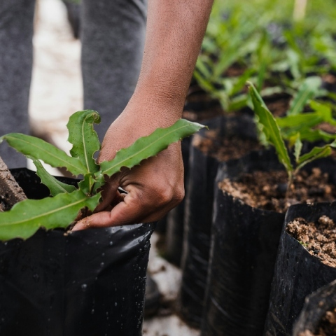 δενδροφυτευση