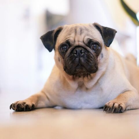 Fake απαγωγή: Influencer «έκλεψε» τον ίδιο του τον σκύλο