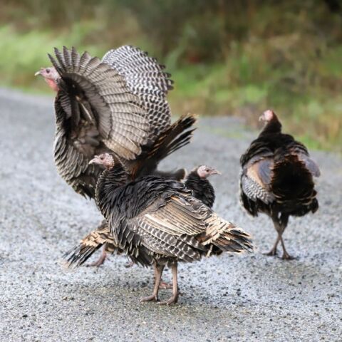 Γαλοπούλες στο δρόμο