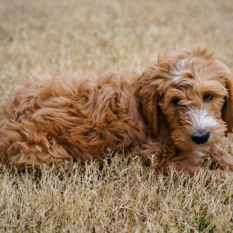 Σκύλος γέννησε 17 κουτάβια μετά από 13 ώρες