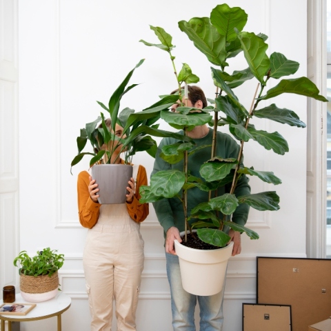 5 εντυπωσιακά φυτά εσωτερικού χώρου που αλλάζουν την ατμόσφαιρα του σπιτιού