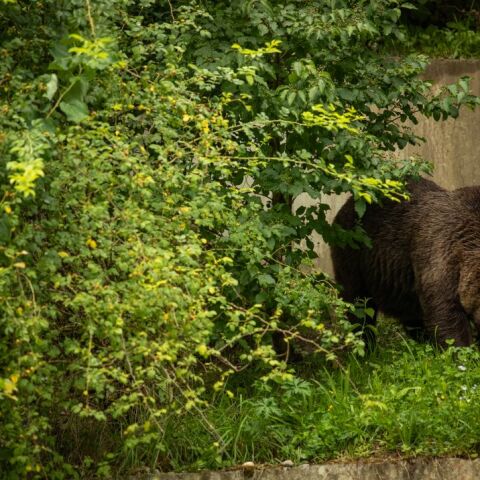 Αρκούδα σε αστική περιοχή