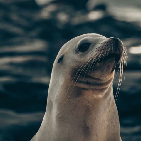 Η φώκια με το πλαστικό παπάκι που έγινε viral στη Βοστώνη