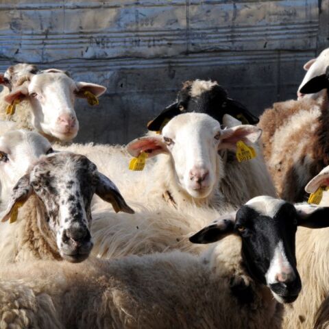 Αμνοερίφια