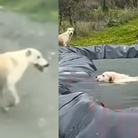 Απίστευτη διάσωση στο Ηράκλειο: Σκυλίτσα ζήτησε βοήθεια για το κουτάβι της