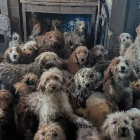 Σοκ στη Βρετανία: Πάνω από 250 σκυλιά στοιβαγμένα σε ένα σπίτι