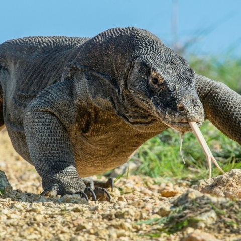 Ινδονησία: Έξι άνθρωποι συνελήφθησαν για διακίνηση Δράκων του Κομόντο	