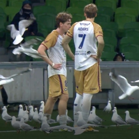 Εισβολή γλάρων σε ποδοσφαιρικό παιχνίδι στην Αυστραλία προκαλεί χάος - Βίνεο