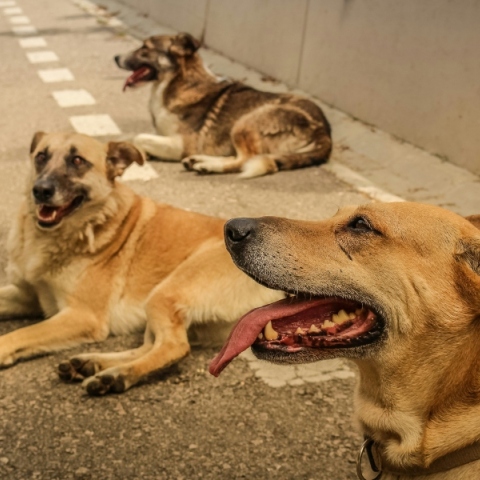 Βαρβαρότητα στη Χαλκιδική: Είκοσι ένα σκυλιά θανατώθηκαν με δηλητηριασμένα δολώματα