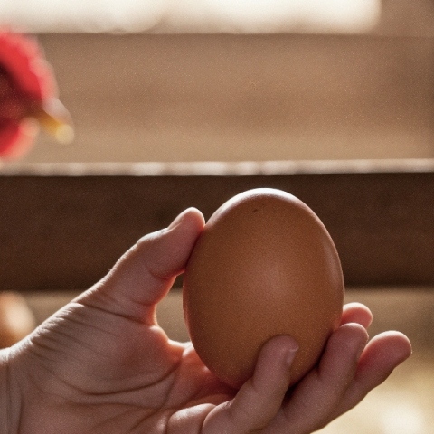 Viral βίντεο με κότα που γεννάει αυγό, μάς κάνει να βλέπουμε το πρωινό μας με άλλο μάτι