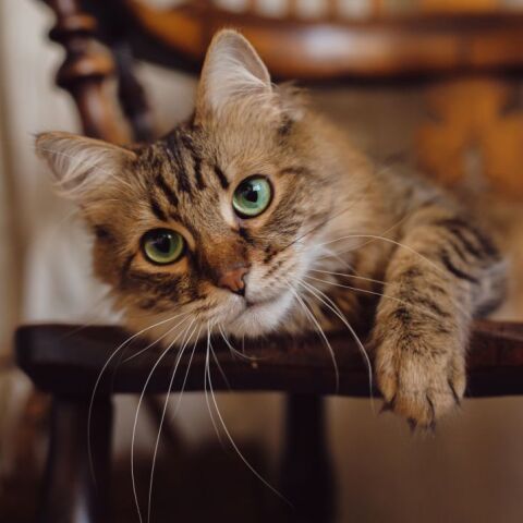 Οικόσιτη γάτα