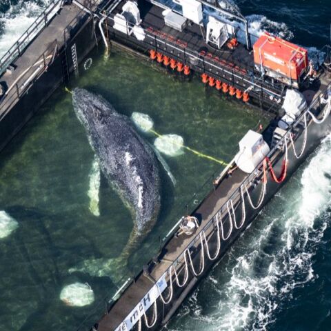 Η φάλαινα «Timmy» στο δρόμΗ φάλαινα «Timmy» στο δρόμο για τη Βόρεια Θάλασσα - Ξεκίνησε το ταξίδι προς την ελευθερίαο για τη Βόρεια Θάλασσα - Ξεκίνησε το ταξίδι προς την ελευθερία