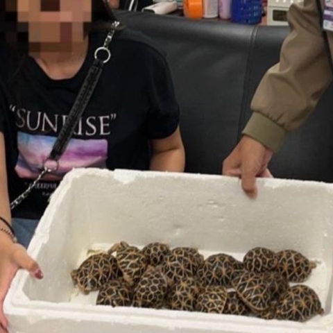 Νεαρή Ταϊβανέζα συνελήφθη στο αεροδρόμιο της Μπανγκόκ με 30 σπάνιες χελώνες στα ρούχα της	