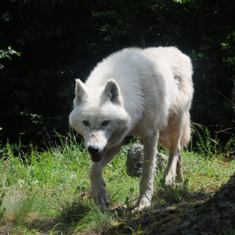Φωκίδα: Γυναίκα πάλεψε με λύκο για 10 λεπτά για να σωθεί