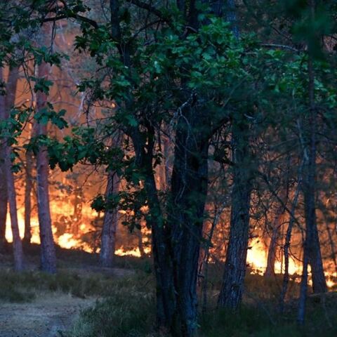 Μεγάλη φωτιά στο ιστορικό δάσος του Φοντενεμπλό στη Γαλλία - Επιχειρούν 500 πυροσβέστες και δύο Canadair