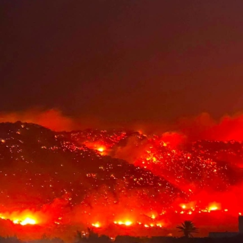 Πυρκαγιές στην Καλαβρία: Εμπρηστές έδεναν υφάσματα σε γάτες και τις έβαζαν φωτιά