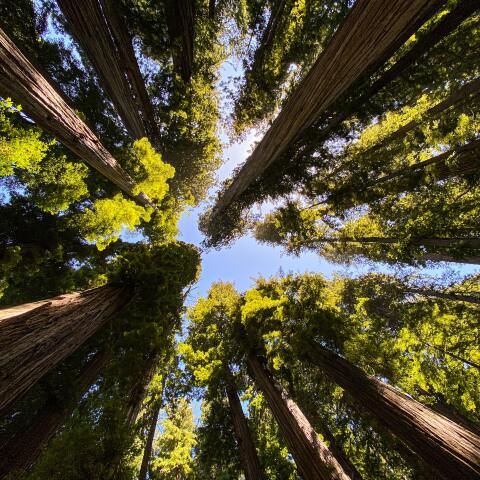 Redwood National and State Parks