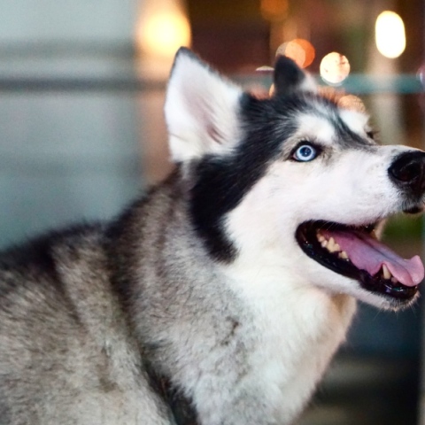 Υπόθεση χάσκι: Εντολή από τον Άρειο Πάγο για κατεπείγουσες προκαταρκτικές εξετάσεις