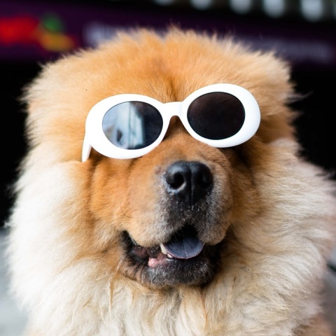 Ληστής στη Θεσσαλονίκη «προδόθηκε» από τον σκύλο του