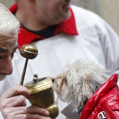 Ισπανία: Όλα τα ζωντανά του κόσμου έλαβαν την ευλογία του «προστάτη τους» Αγίου Αντωνίου