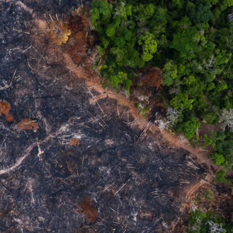 Η αποψίλωση του Αμαζονίου στη Βραζιλία έσπασε νέο ρεκόρ το πρώτο εξάμηνο του 2022,