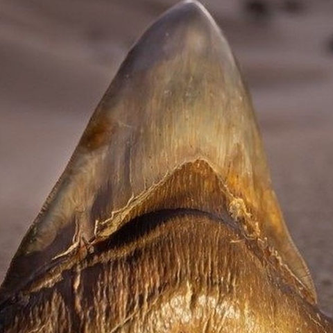 Απολιθωμένο δόντι καρχαρία που ανήκει στο εξαφανισμένο είδος «Μεγαλόδων»