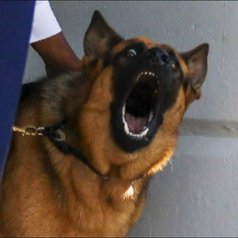 Μπάιντεν σκύλος