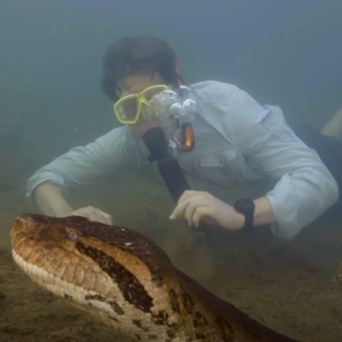 Ανακόντα: Ανακαλύφθηκε το μεγαλύτερο είδος φιδιού