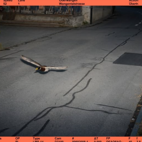 Ελβετία: Μια υπότροπη αγριόπαπια «συνελήφθη» να πετάει με υπερβολική ταχύτητα