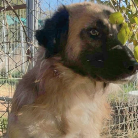 Ξάνθη: Μαθητές δημοτικού σχολείου υιοθέτησαν τον Φοίνικα, έναν κακοποιημένο σκύλο 