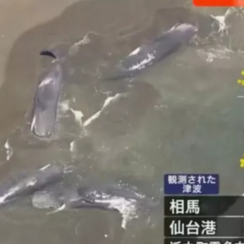 Φάλαινες ξεβράστηκαν στις ακτές της Ιαπωνίας μετά το τσουνάμι