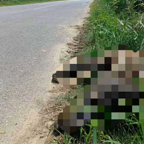 Θανατηφόρο τροχαίο με θύμα μια αρκούδα στη Φλώρινα