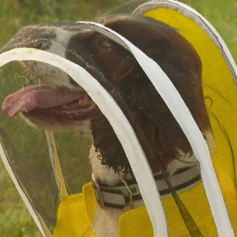 HΠΑ: Σκύλος...μελισσοκόμος ανιχνεύει απειλές κατά των αποικιών 