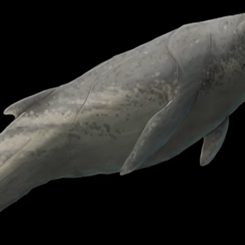 Προϊστορική φάλαινα ανακαλύφθηκε στην Αυστραλία - «Tρομερός θηρευτής με κοφτερά δόντια»