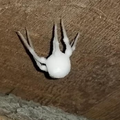 Φρίκη σε σοφίτες και υπόγεια: Αράχνες-ζόμπι αναστατώνουν επιστήμονες και κατοίκους