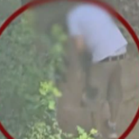 Κτηνωδία στην Πεύκη: Άνδρας εκπαιδεύει κυνηγόσκυλα να σκοτώνουν αδέσποτα γατάκια