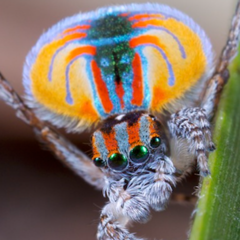 Το «σκοτεινό DNA» πίσω από την εντυπωσιακή ποικιλομορφία των αραχνών-παγωνιών