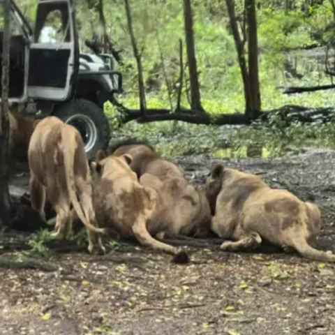 Λιοντάρια κατασπάραξαν φύλακα ζωολογικού κήπου μπροστά σε επισκέπτες
