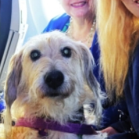 Ιστορική πτήση στην Ιταλία με σκύλους άνω των 10 κιλών δίπλα στους ιδιοκτήτες τους