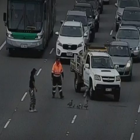 Πάπιες vs πρωινή κίνηση 1-0: Κυκλοφοριακό χάος από…μια φτερωτή οικογένεια